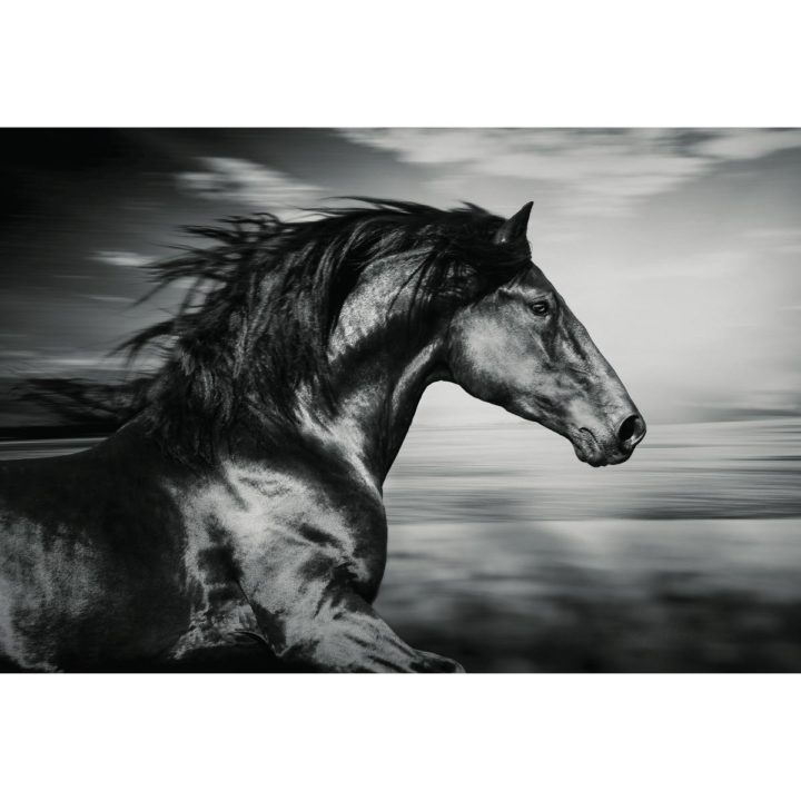 Wild Horse Black & White Acrylic Print