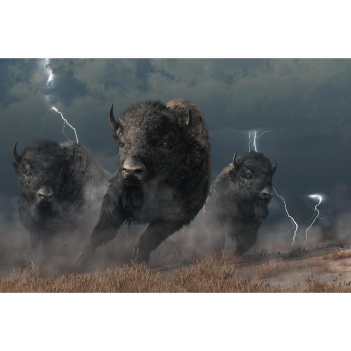 Bison Stampede