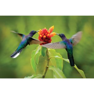 40 x 60cm (15.75" x 23.5")