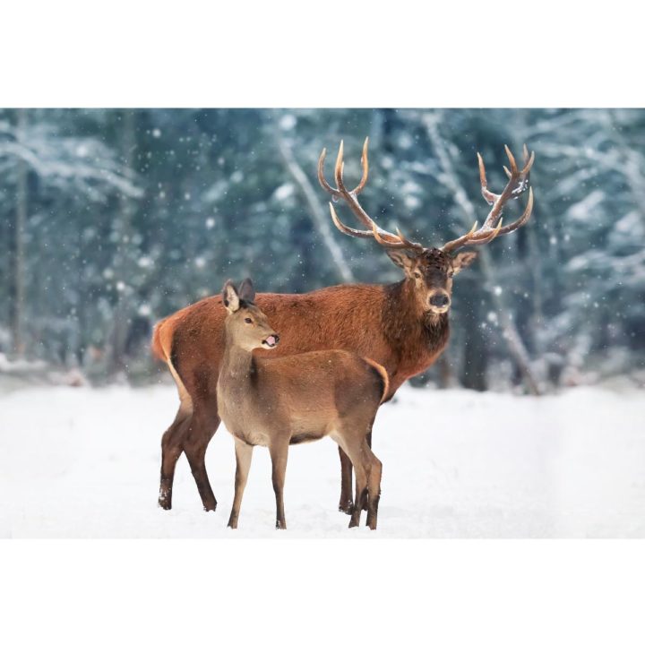Deer with Fawn in Snow - Image 2