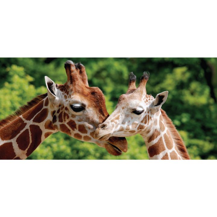 Embracing Giraffes