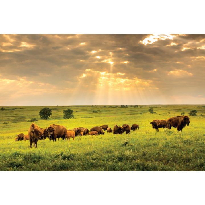Wild Buffalo