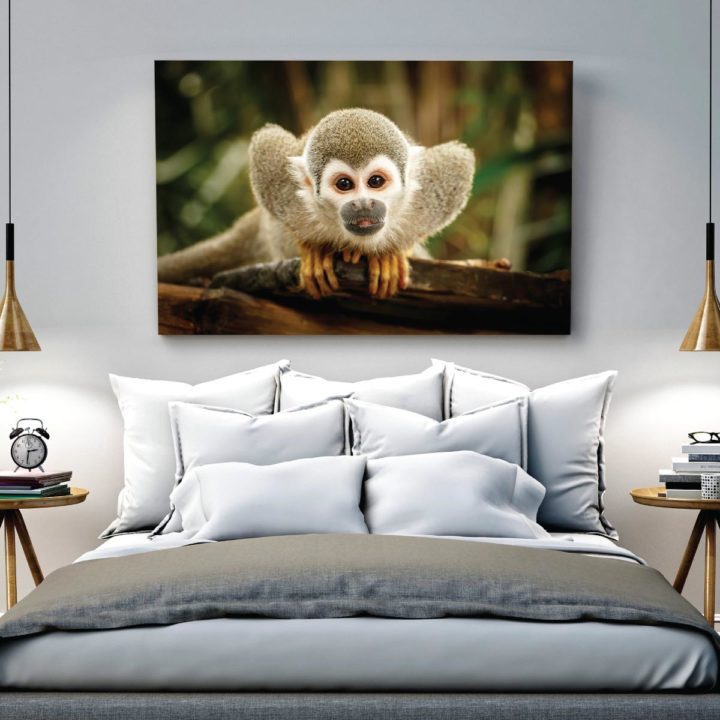 Squirrel Monkey - Image 2
