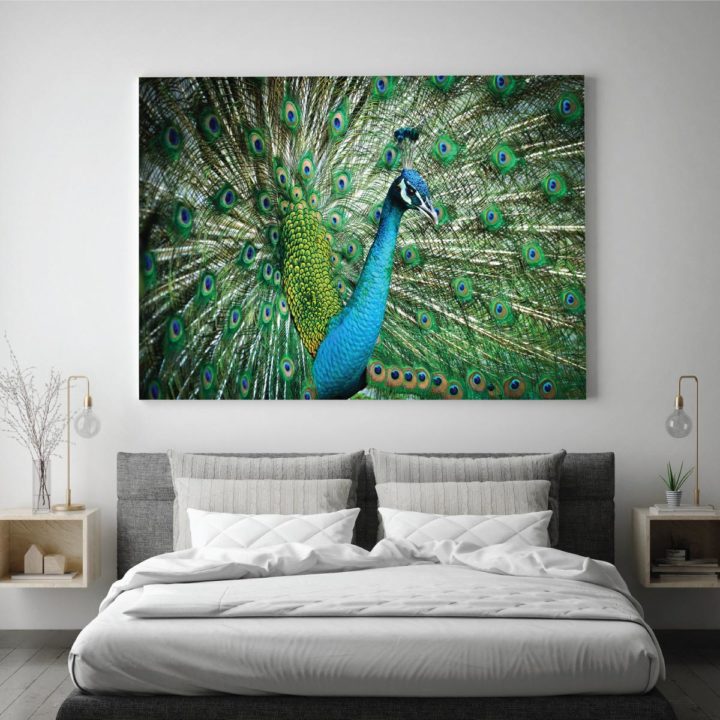 Royal Peacock - Image 2