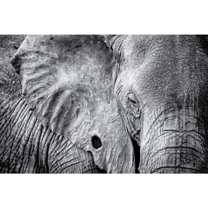 Black and White Elephant
